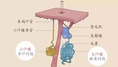 體毛旺盛跟體味重有什么關系嗎？