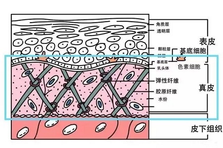 失去膠原蛋白以后，我們的臉部會(huì)變成什么模樣